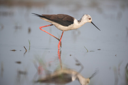 Black winged stilt bird in its habitat. Close up, selective focus.