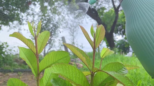 Spraying water mist on young guava plant leaves in garden. Agriculture and plant care concept