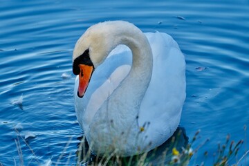 swan in the water © OleksandrSh