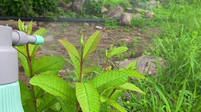 Spraying water mist on young guava plant leaves in garden. Agriculture and plant care concept