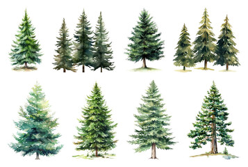 Obraz premium Watercolor evergreen trees collection.
