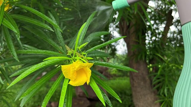 Watering yellow oleander flower and green leaves with water spray bottle