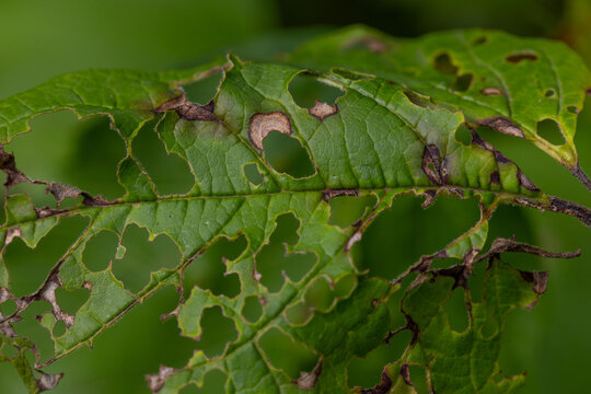 Green leaf with holes and brown necrotic spots from disease