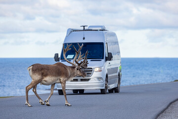 Woodland caribou bull crossing the road.  © Brittany
