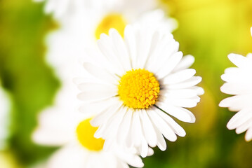 Fototapeta premium Bright floral background with white daisies and yellow centers in sunlight. Soft green blurred background and selective focus create a fresh spring nature backdrop.