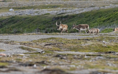 Woodland caribou herd walking over a ridge.  © Brittany