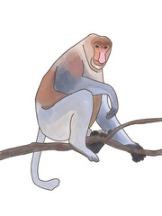 bekantan proboscis monkey kalimantan borneo © Eyaputri