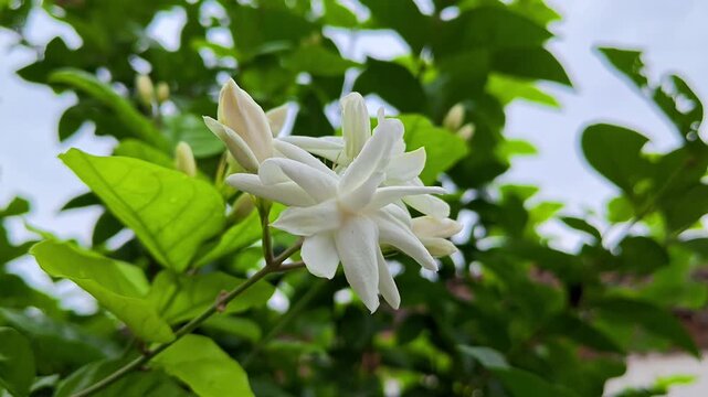 Jasminum sambac (mogra) white fragrant flowers blooming on a jasmine plant
