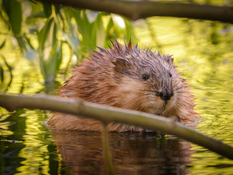 Ondatra zibethicus