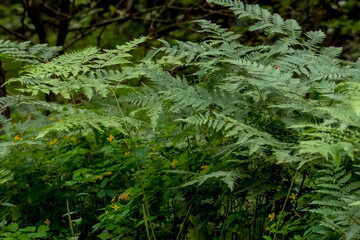 Zielone zarośla paproci – orlicy pospolitej (*Pteridium aquilinum*) – oraz żółte kwiaty glistnika jaskółczego ziela (*Chelidonium majus*) pokrywają leśne runo  bujne, zielone liście paproci górują  © Grzegorz