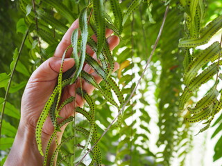 A gardener holds a sword fern with their left hand and turns over a frond to reveal clusters of spores. Fishbone fern dark brown spore-bearing  arranged in an orderly fashion on underside of fronds.   © Vanchuree