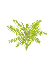 fern leaf isolated on white © Eyaputri