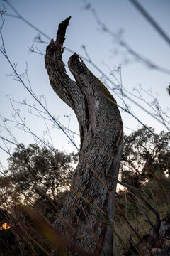 Forked dead tree trunk silhouette against pale dawn sky