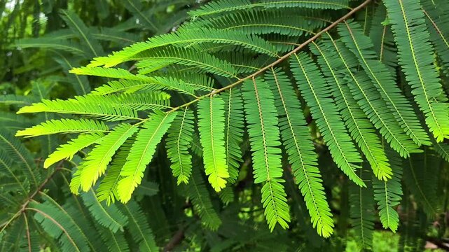 Closeup of green indian gooseberry leaves