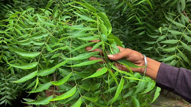 Fresh neem leaves on tree with hand touching foliage &ndash; Natural herbal medicine