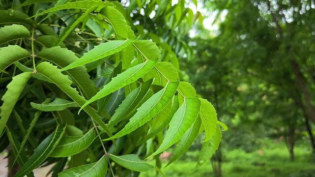 Fresh neem leaves &ndash; Natural herbal medicine and ayurvedic remedy