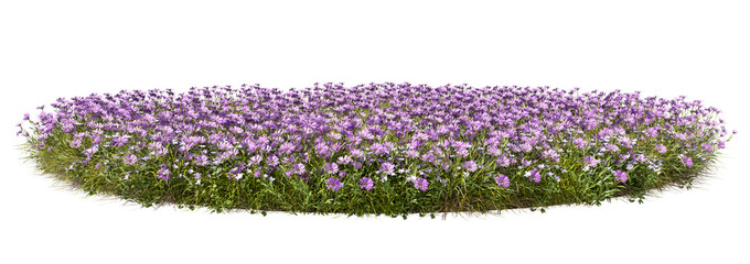 Obraz premium Vibrant blooms floral fields on transparent background 3d rendering png