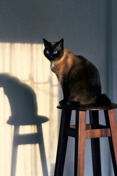 Siamese cat sitting on wooden stool beside its dramatic sunlit shadow indoors