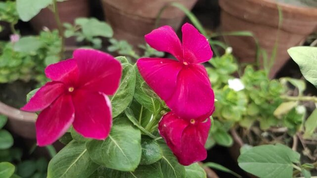 Pink Periwinkle Flowers in Garden