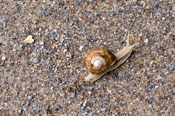 Snail crawling on a gravel path during daylight hours © Ulrich
