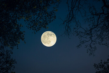 full moon under the tree branches with sky background at night  © AHM Kabir