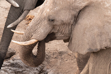 Elephant in the Boteti River basin, in the Makgadikgadi Pans National Park, Botswana, Africa © dvlcom