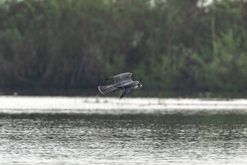 Fototapeta premium Flying swallow over calm lake with forest shoreline, captured in motion during peaceful wildlife scene with rippling water and natural habitat