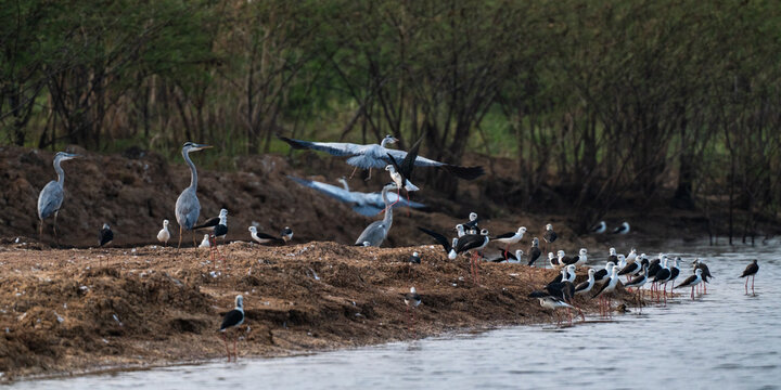 Wetland bird flock gathers along quiet shoreline beside wooded marsh, with heron and shorebird movement creating natural wildlife scene