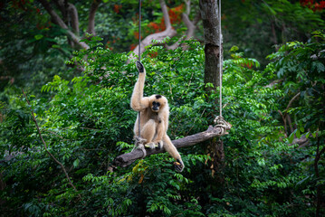 Gibbon monkey arboreal mammal tropical forest hanging from rope in lush green jungle habitat, gripping wooden branch with long arms and showing natural movement and curiosity © chokniti