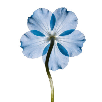 Blue iris flower isolated on white background