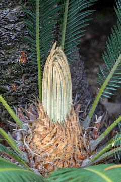 a close-up shot of a vibrant Cycas revoluta (Sago Palm) showing its unique textured trunk and crown of sharp, feather-like green leaves in a tropical garden setting