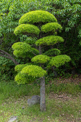 Fototapeta premium a beautifully sculpted cloud-pruned Japanese Niwaki garden bonsai tree with vibrant green foliage against a soft blurred background