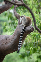 Fototapeta premium Ring tailed lemur primate animal mammal wildlife tree branch forest tail striped tail gray fur white face black marking sitting climbing arboreal nature tropical habitat conservation