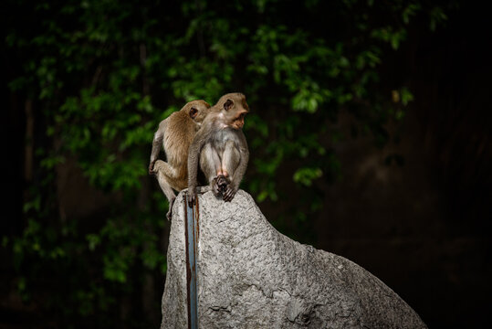 Two macaque monkey sitting on weathered stone monument in dark forest, creating intimate wildlife portrait with lush green foliage and natural curiosity