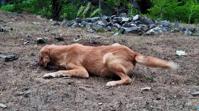Homeless brown mongrel dog lying on the dusty ground, resting and wagging its tail in a rural, untidy area. The stray animal is calm and relaxed while enjoying a moment of peace