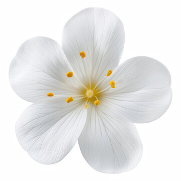 White Flower Blossom isolated on transparent background Generative Ai.