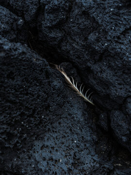 Weathered bird feather inside a basalt lava rock