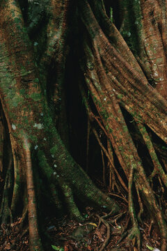 Massive buttress roots  of a rainforest