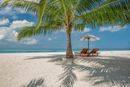 Idyllic coconut palm tree framing sunbeds sandy beach turquoise sea blue sky sunny summer tropical paradise. Perfect summer vacation travel scene. Relaxing holiday scenic beach summer background art