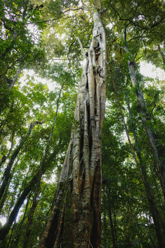 Strangler fig tree in a Queensland rainforest