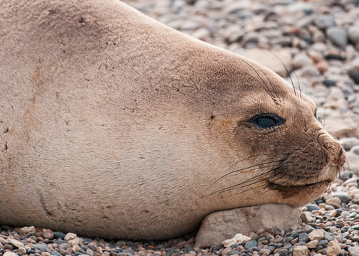 Quiet resilience in a young elephant seal resting gently on a muted pebble shore