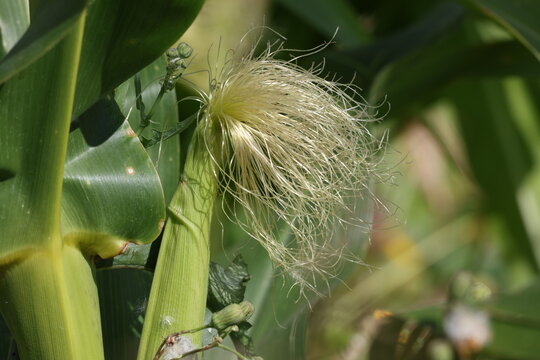 Hairy silk of a ripening ear of corn in a vegetable garden