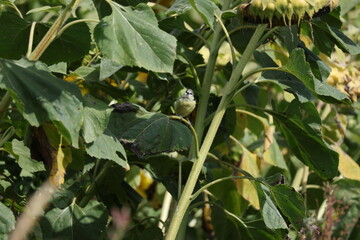 Blue Tit perched delicately on a sunflower leaf in a summer garden © Olga