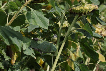 Blue Tit sitting on a broad sunflower leaf beside the developing seed head © Olga