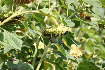 Blue Tit hanging beneath a sunflower head and reaching between the seeds for food © Olga