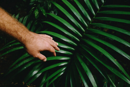 A traveler's hand reaching for a green palm frond