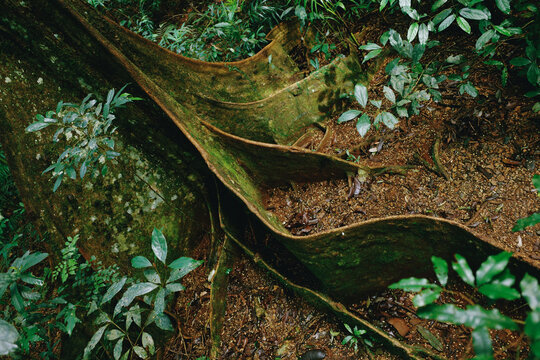 Massive buttress roots  of a rainforest