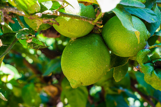 Green lemons growing on a leafy citrus tree