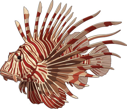 A detailed side profile of a venomous lionfish isolated on a clean transparent background.