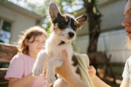Clean tiny puppy after summer bath